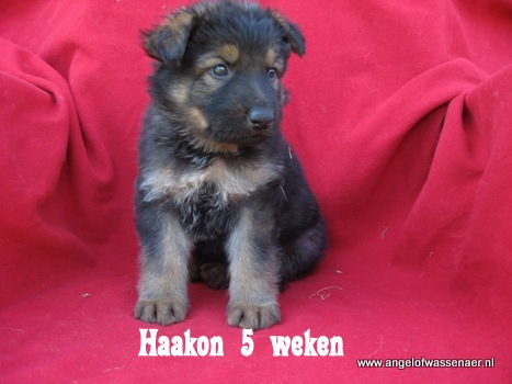 Haakon, hier 5 weken jong